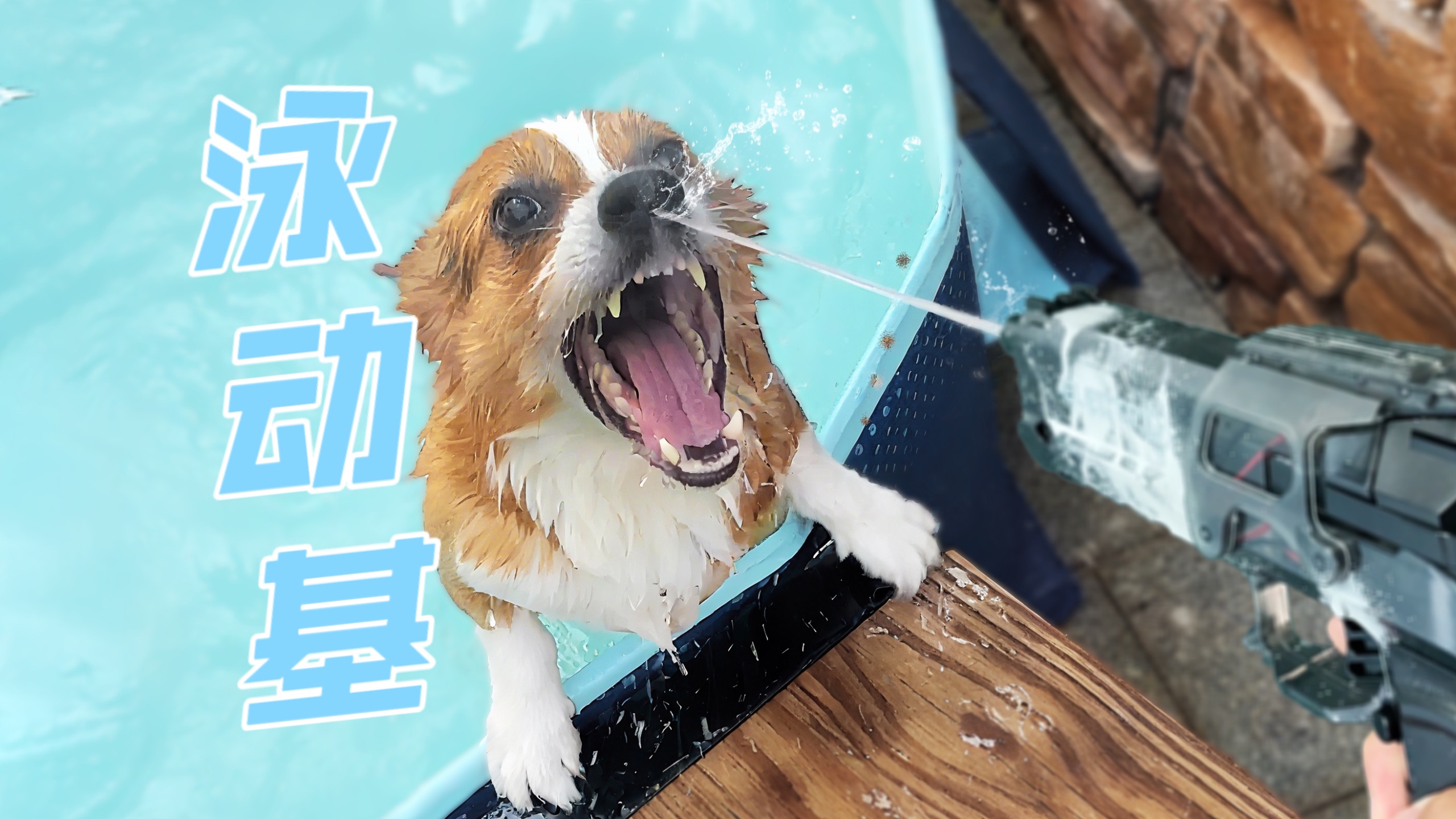 有些狗游泳小心翼翼，有些狗已经跟水打起来了