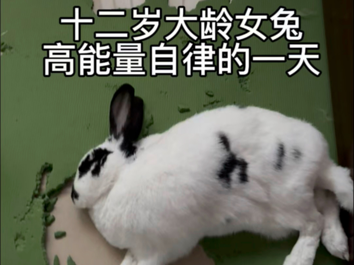 十二岁大龄女兔高能量自律的一天
