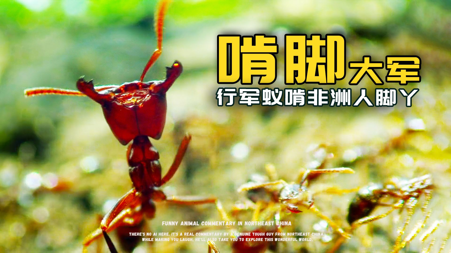 行军蚁：啃非洲人脚丫子就是香！！
