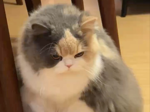 小猫咪暗鲨你的概率是...