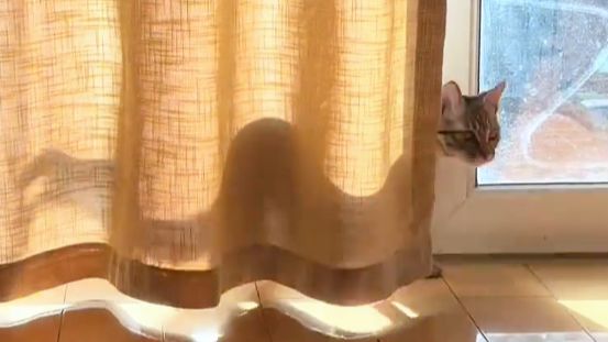 【动物配音】他们说这一带有蛇妖