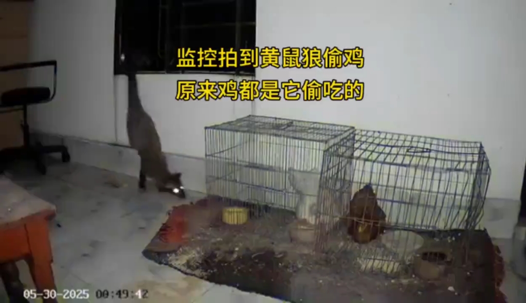 监控拍到黄鼠狼偷鸡，原来鸡都是它偷吃的