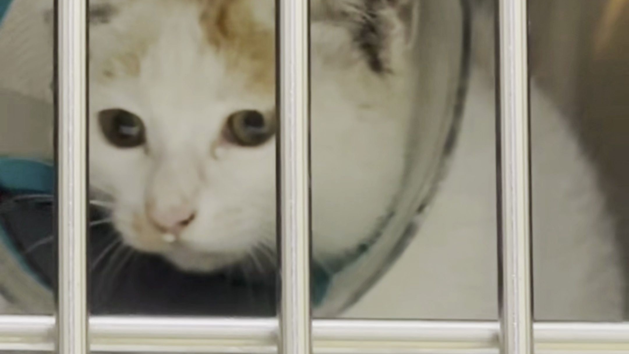 死神：该走了 小猫：不好意思我爸开车接我了