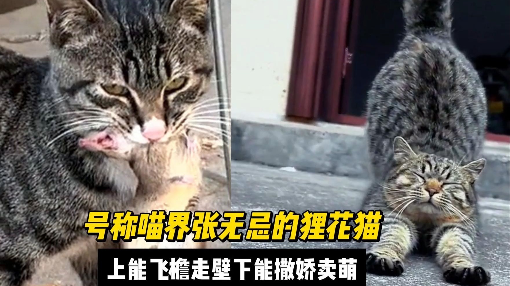 号称“喵界张无忌”的本土神猫狸花猫，上能飞檐走壁生擒黄鼠狼