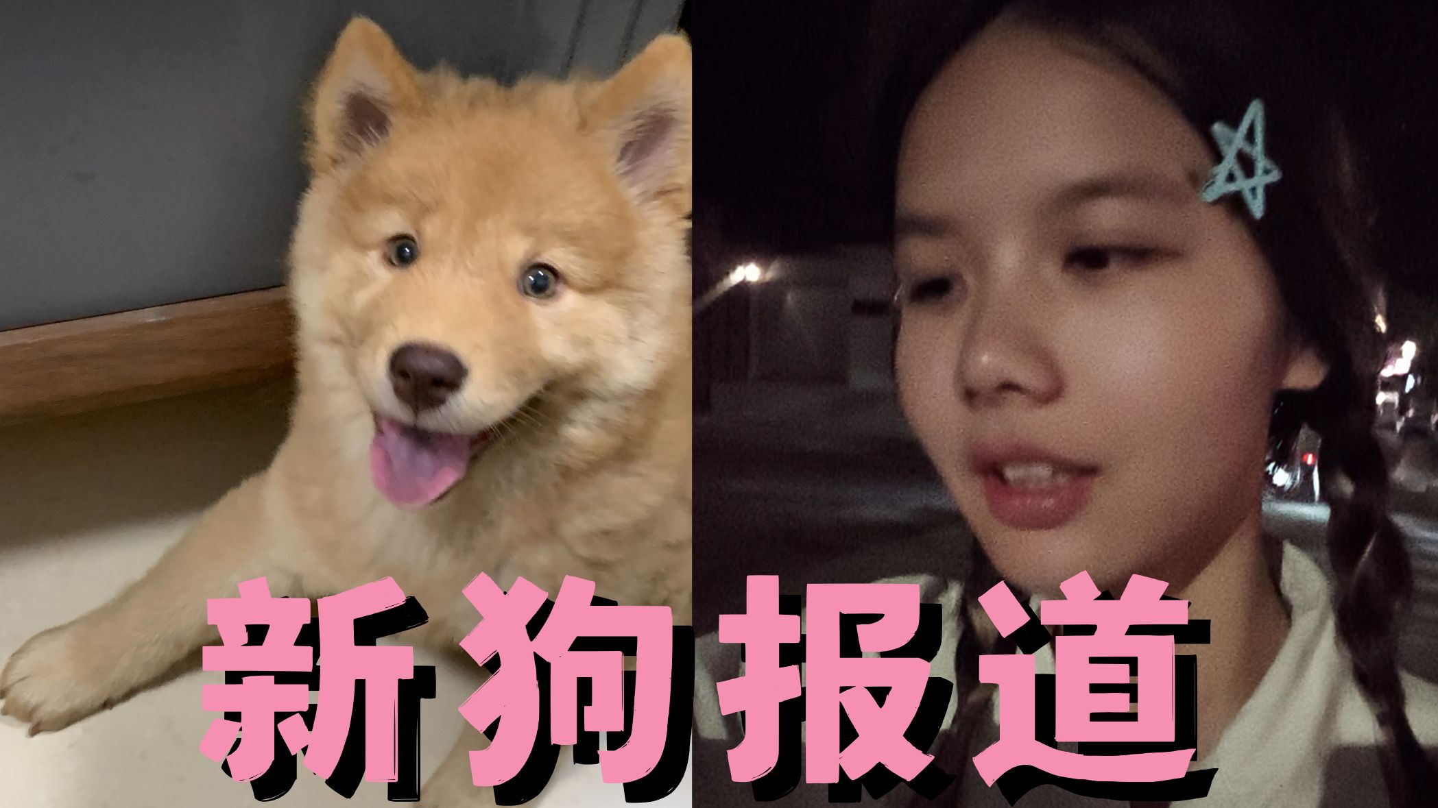 第一次拥有自己的小土狗 有点开心！
