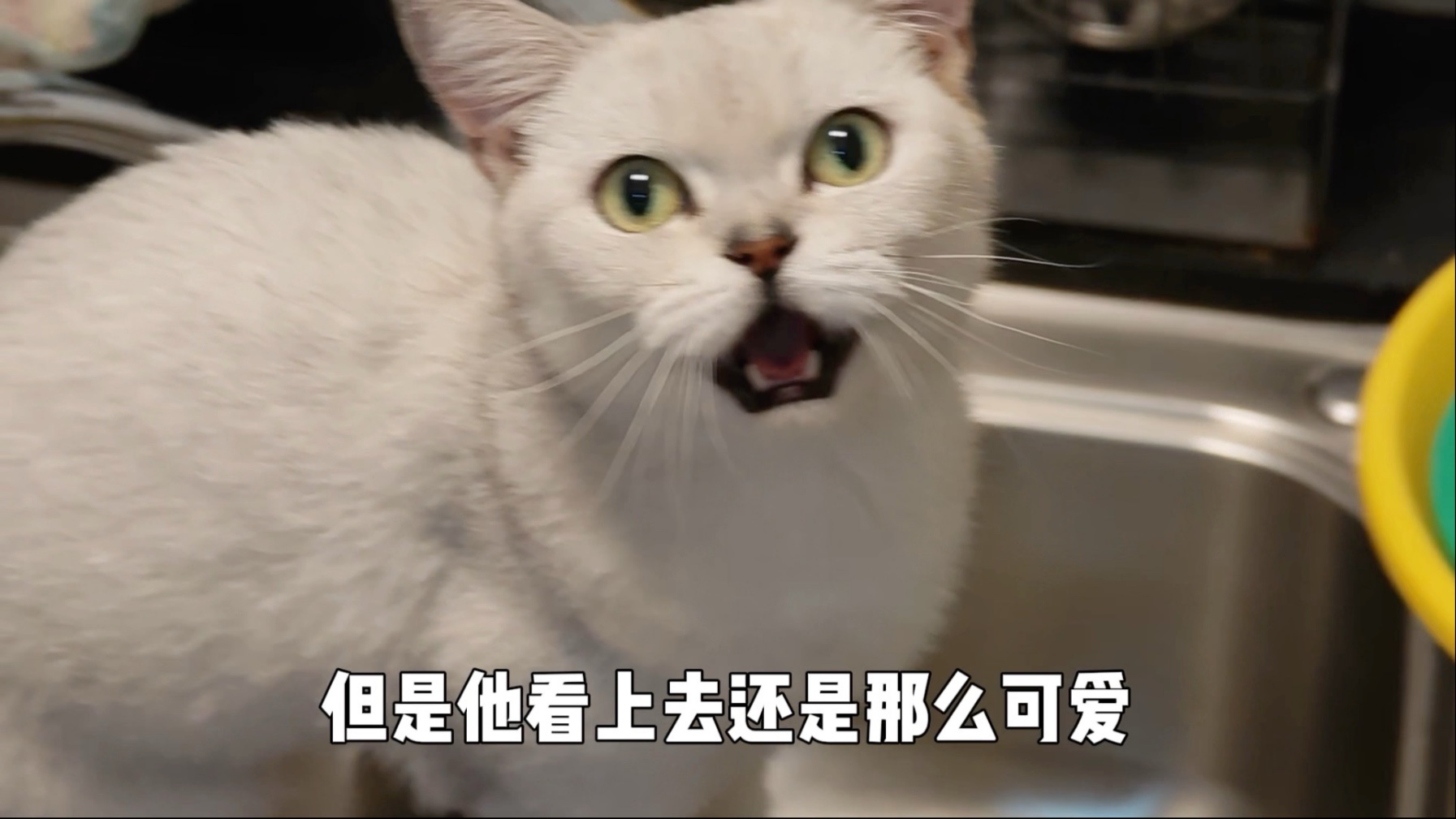 它还是那么可爱