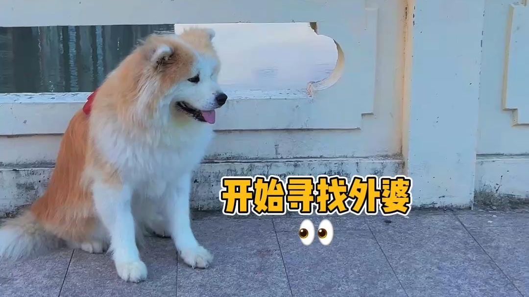 和小狗说接外婆，它真的听得懂！