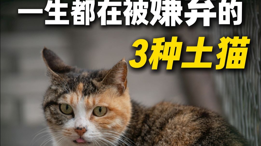 难道“土猫”就应该一生被嫌弃吗？
