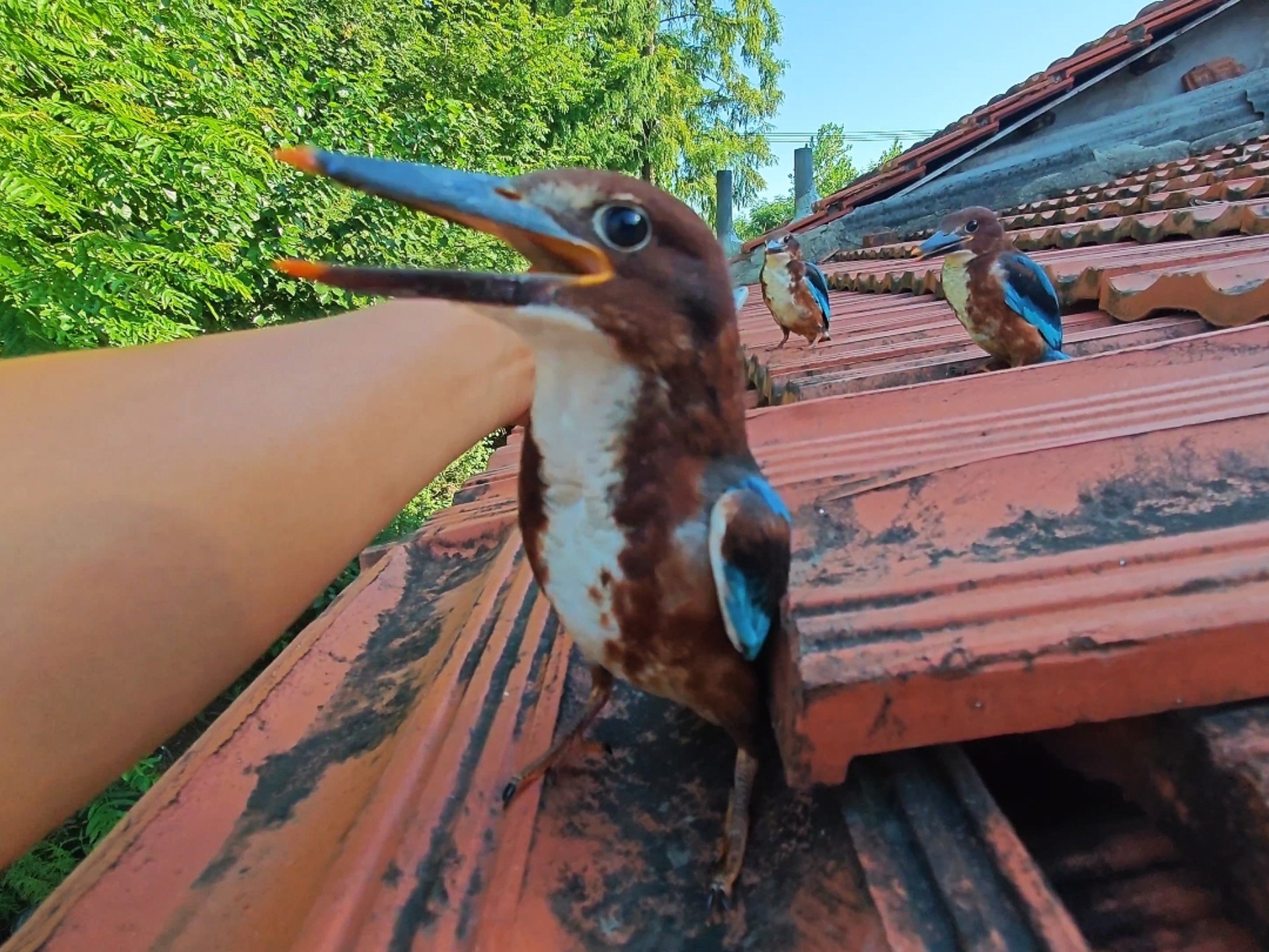 这几只翡翠鸟真难伺候，还要我爬屋顶上去喂它们！