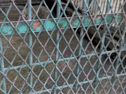 母老虎带娃溜达！