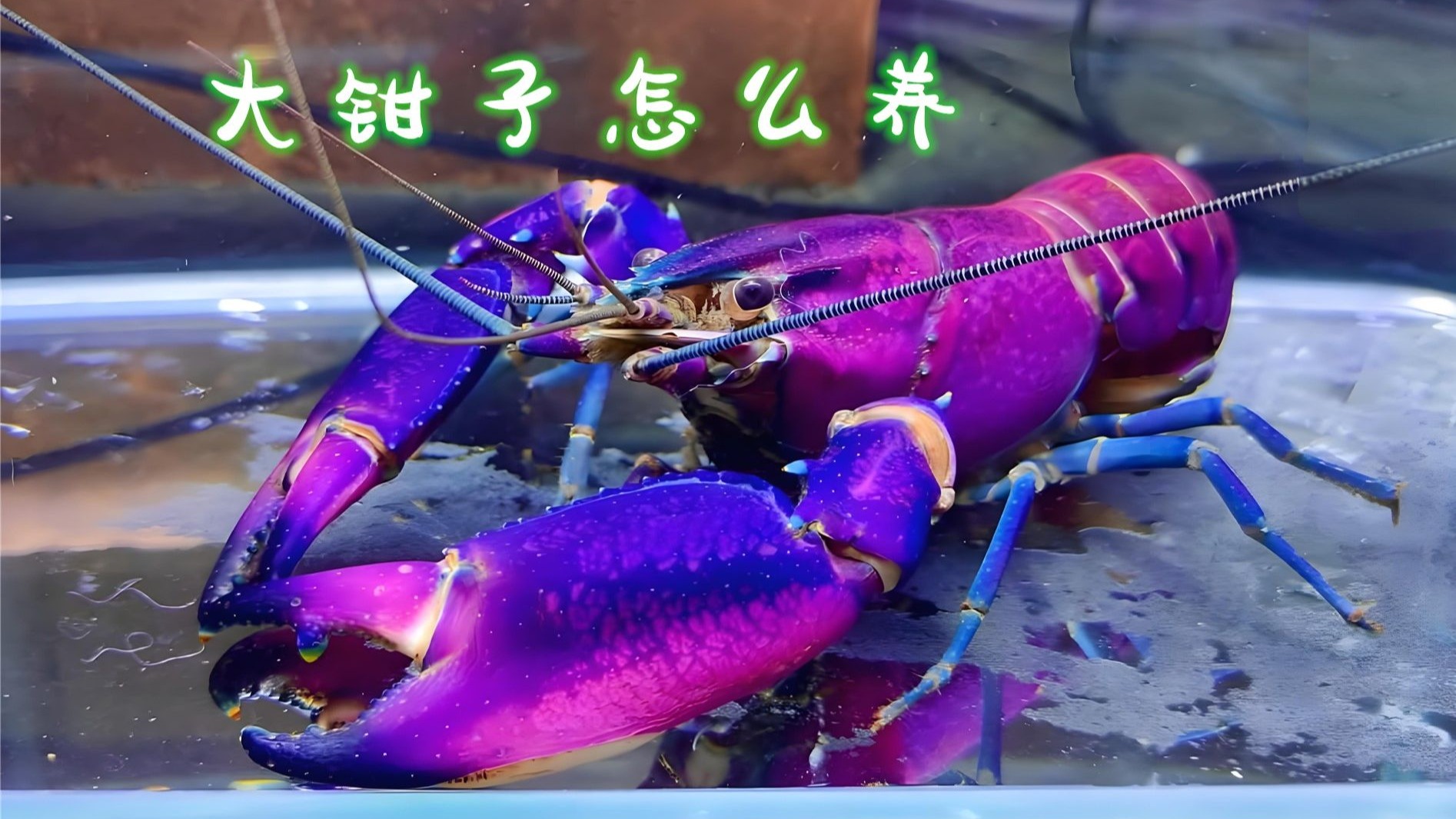 鳌虾小龙虾饲养普及贴，随便聊聊，从佛罗里达蓝魔虾三小强到天空