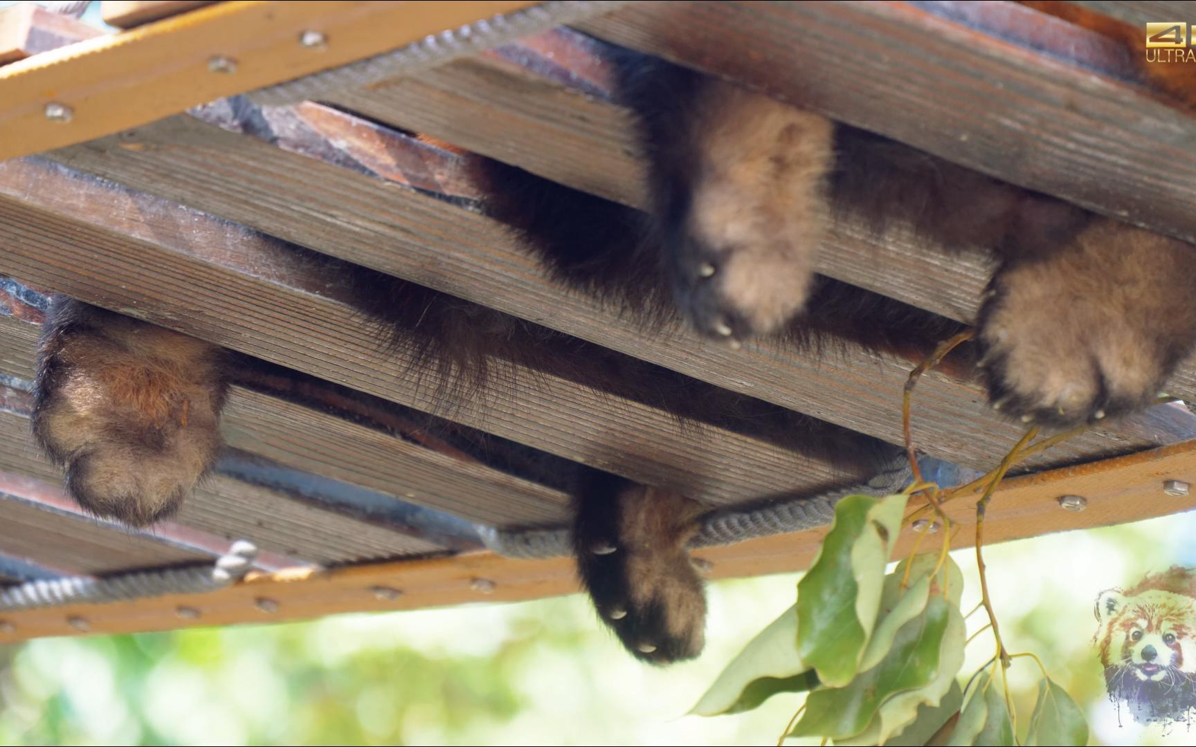 【小熊猫】好诱人的毛绒大jiojio