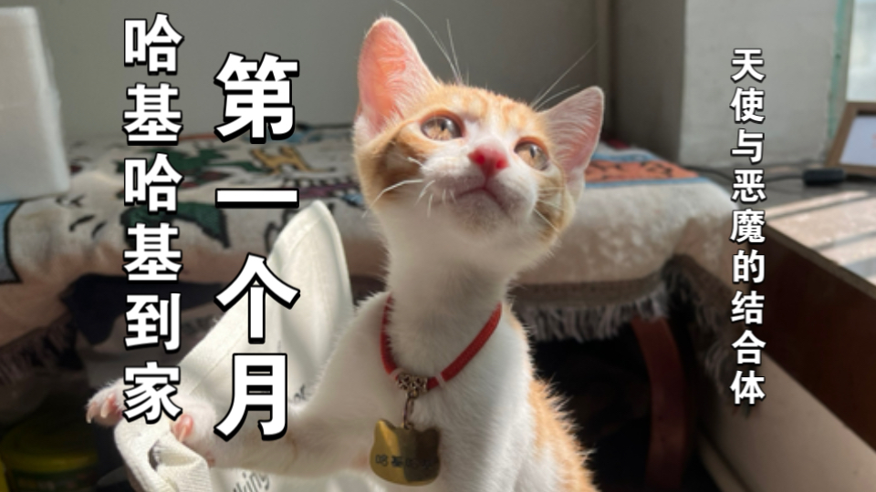 捡来的猫一个月里 简单汇报这恶魔哈基米