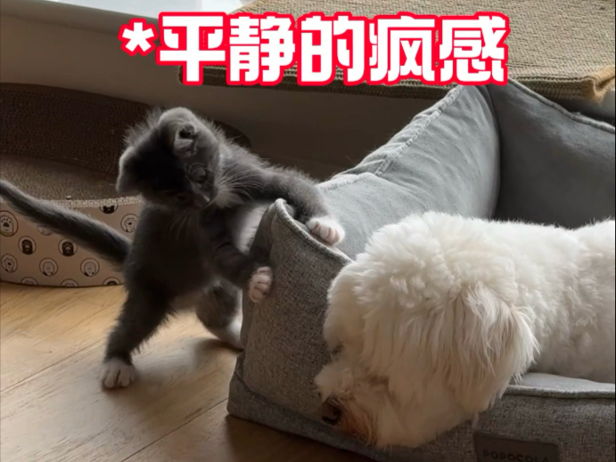 这么懂事的好运来 怎么生了一只绝世大坏猫？！