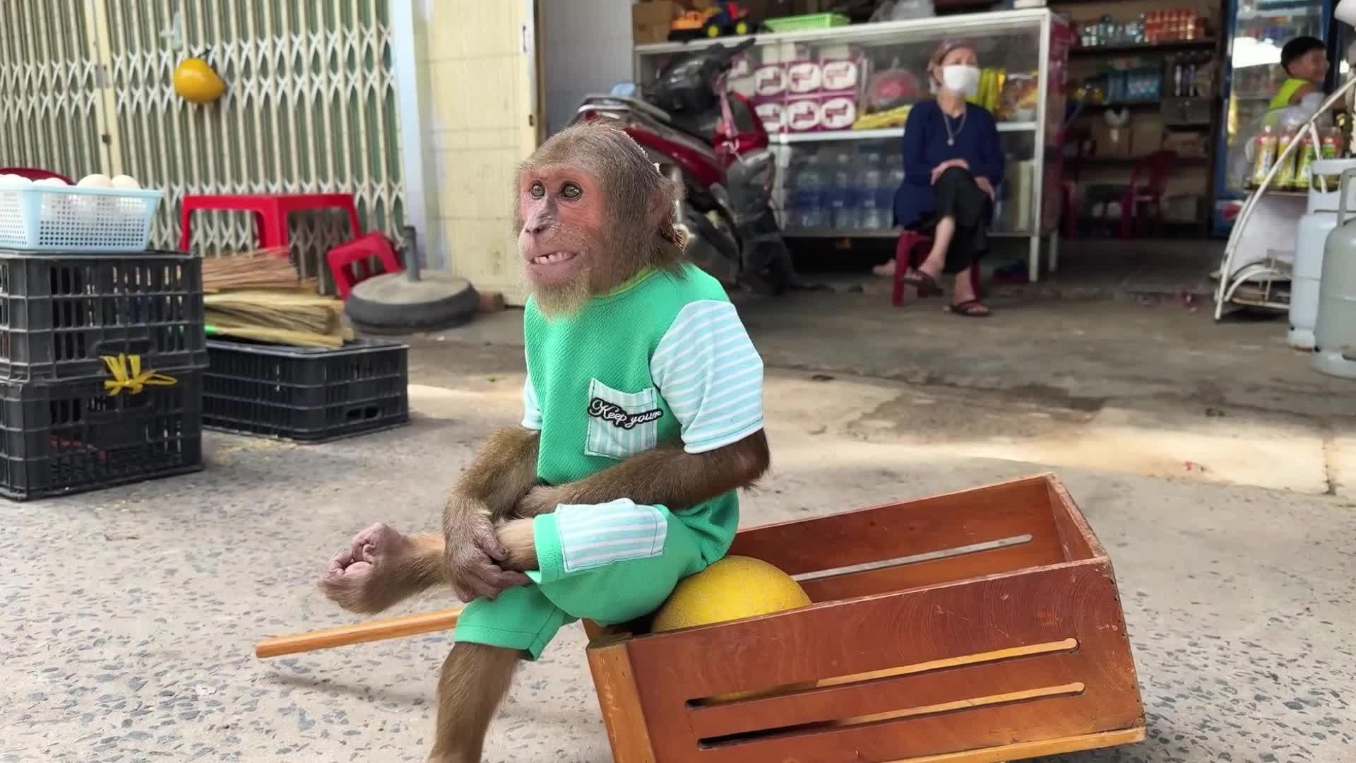 靠谱苏卖了黄金瓜赚钱，买个饭碗吧