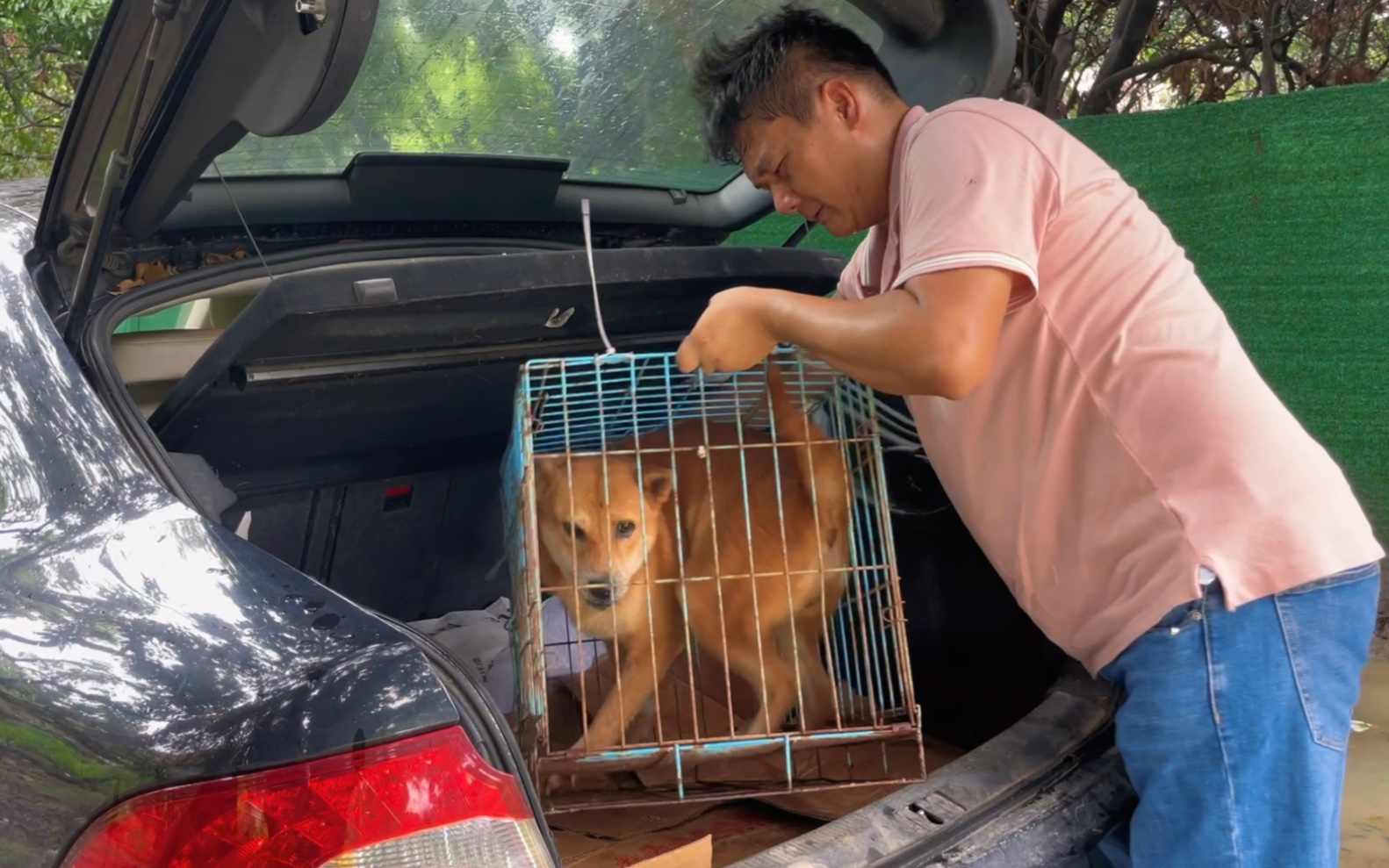 今天带走玲珑和小钢炮，搬回离家近一点地方养狗，感觉真的不一样