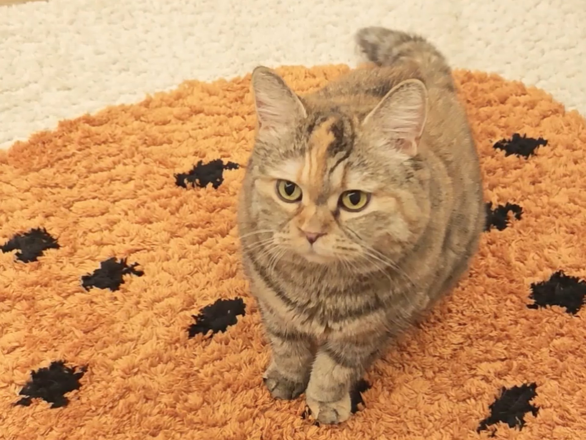 咣当非要提供沙发陪卧服务