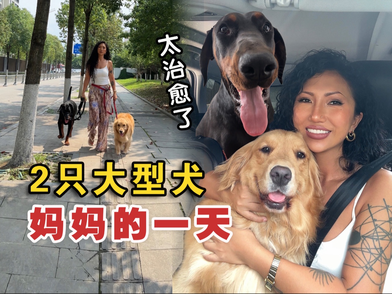 谁说女生难以驾驭大型犬！真实记录2个大狗妈妈的一天，太治愈了