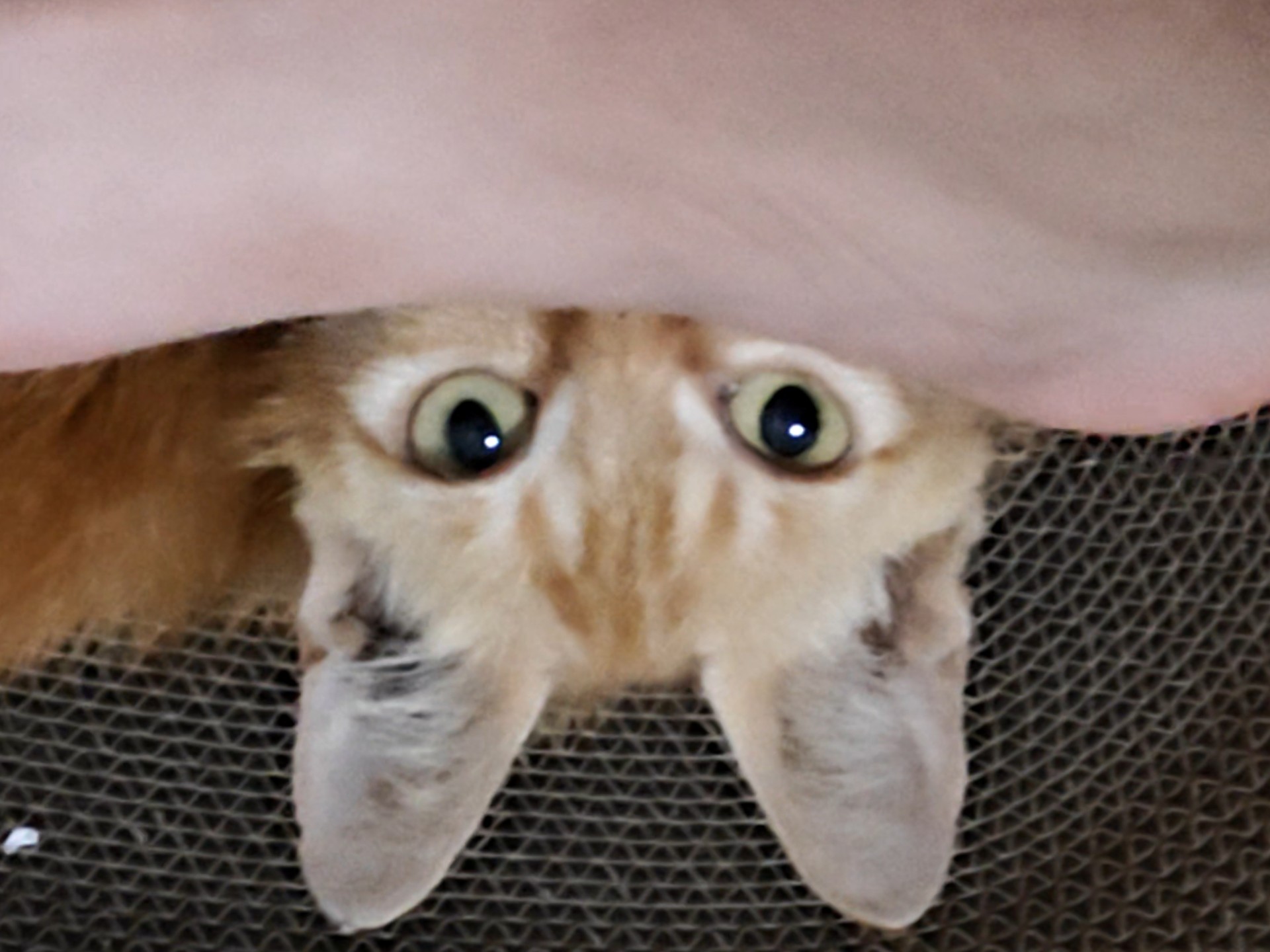 矿卡猫得到了奖励