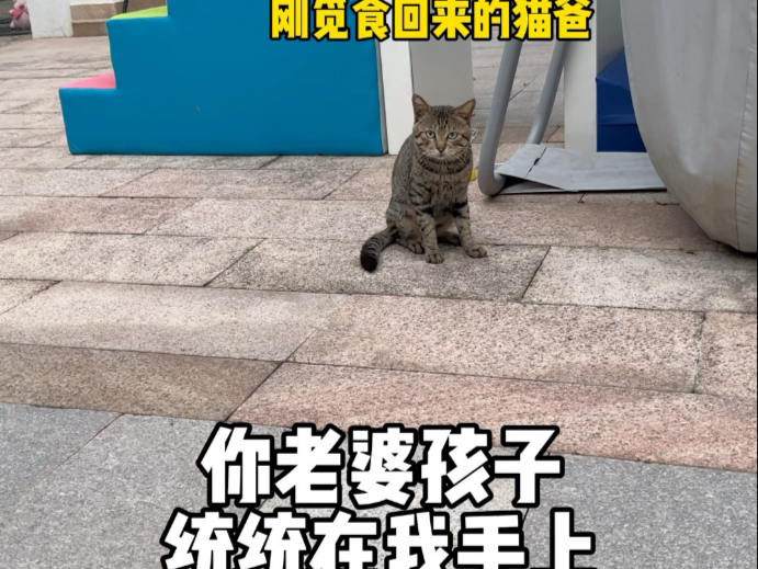 被猫咪真诚的爱彻底打动 彻底破防的一天