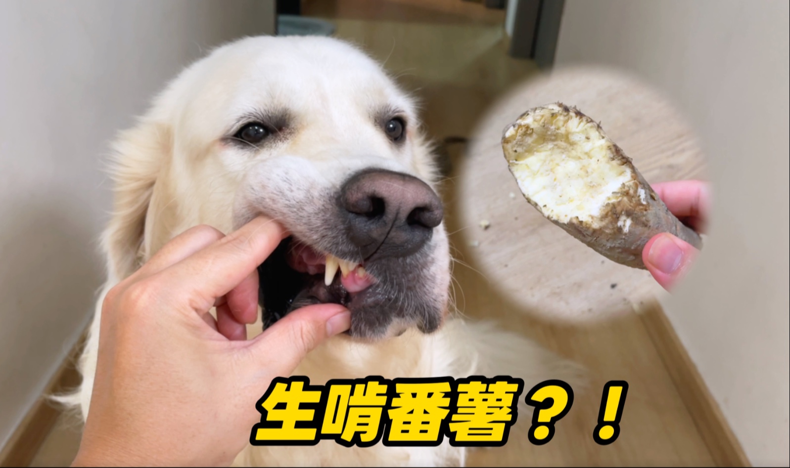 大金毛偷吃生番薯，第二天身体反应炸了！
