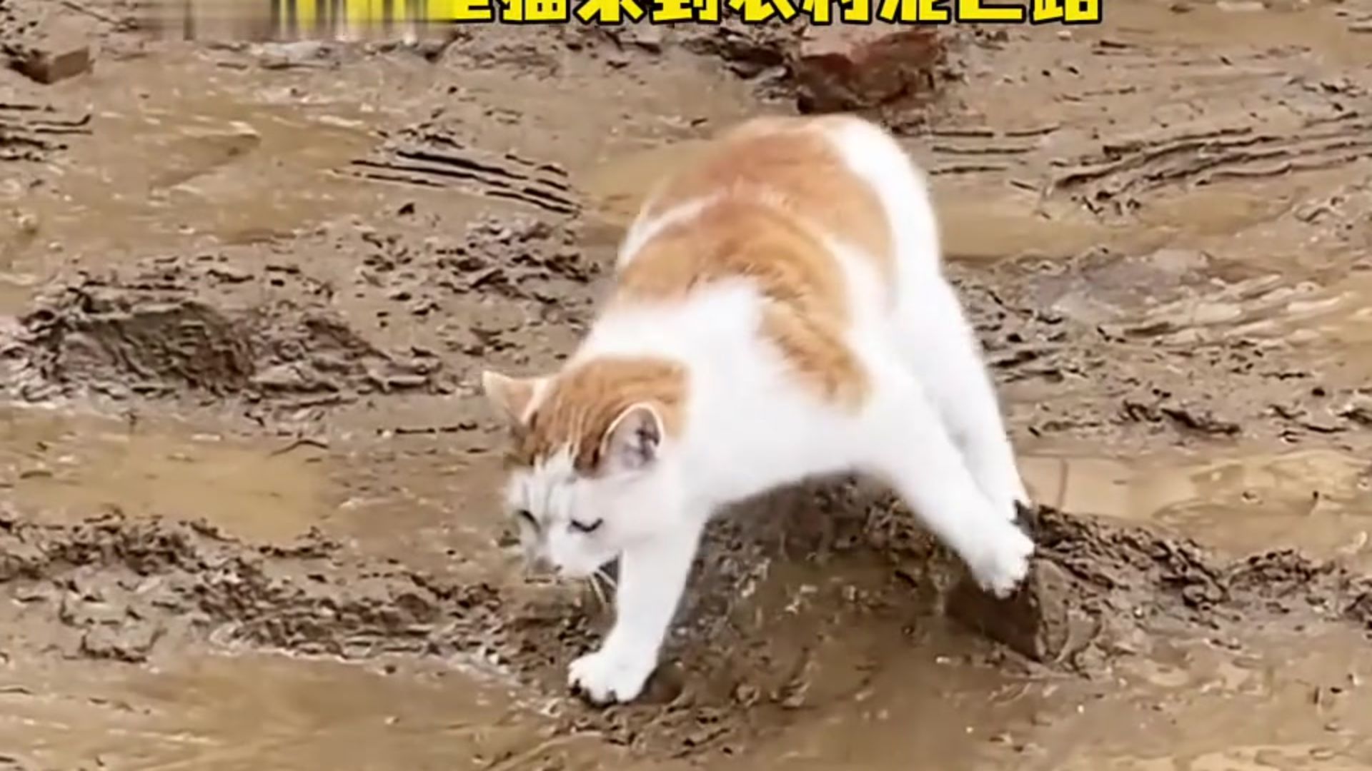 城里的猫咪狗子过年回村后都在干嘛呢？