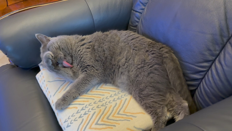 猫儿这个舒服的呀