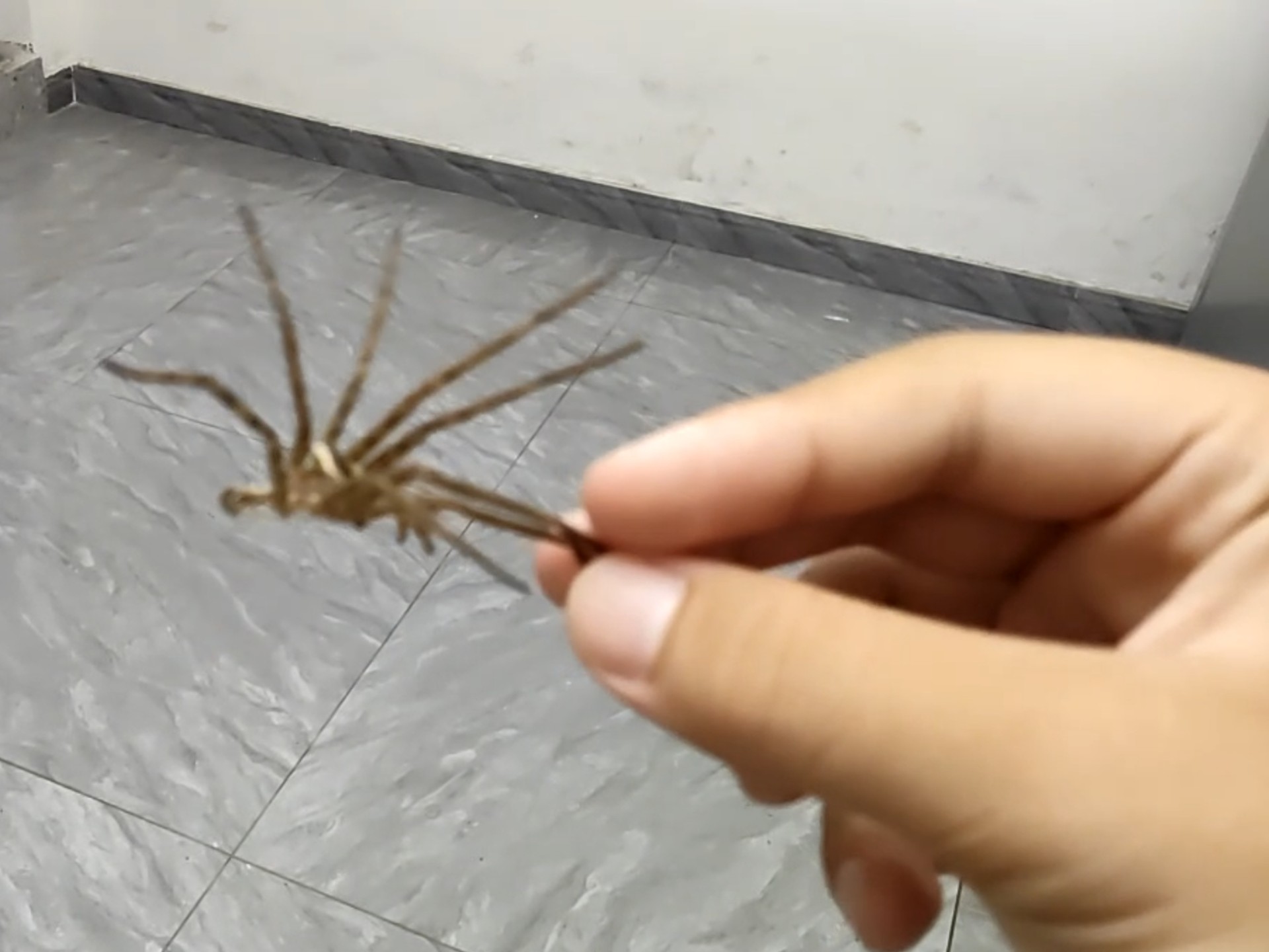 视频凉了只能吃蜘蛛了
