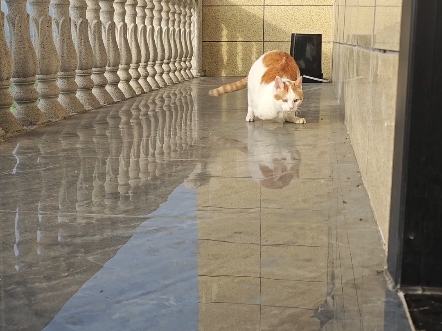 猫生如晨光，完整或残缺，都会温暖，两小只用着不同的方式，爱着同一