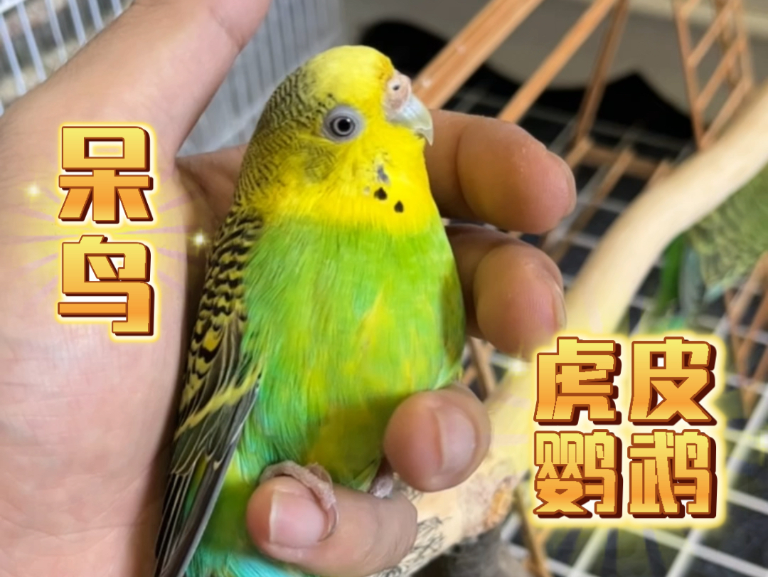 《虎皮鹦鹉日常状态》#虎皮鹦鹉#鸟#宠物