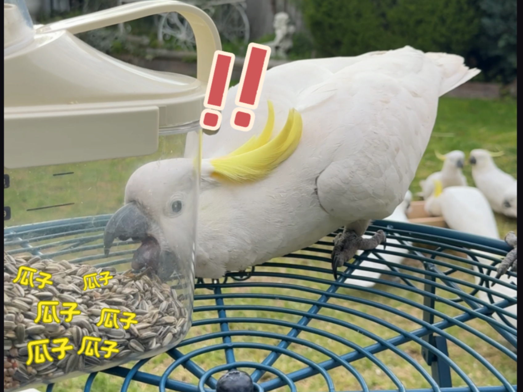 【蒜苗食堂】是野人的陷阱还是葵子的馅饼？