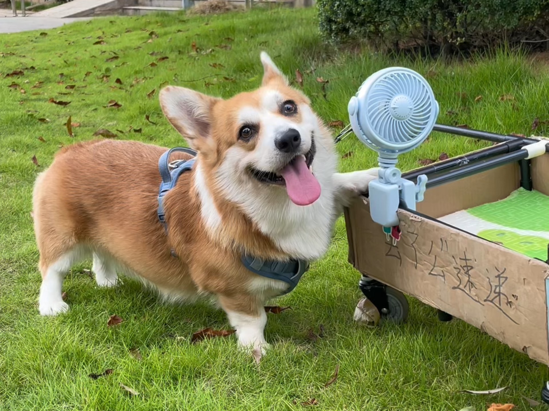 小狗：给大家展示一下，360度螺旋侧翻停车