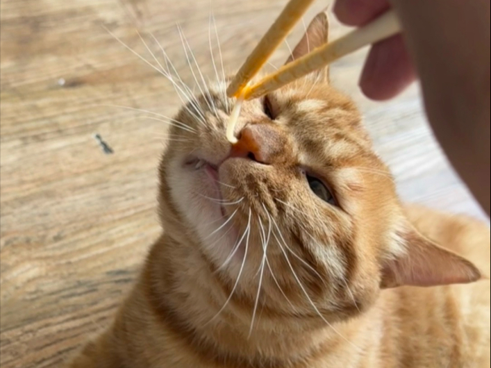 谁家猫不吃面条呀