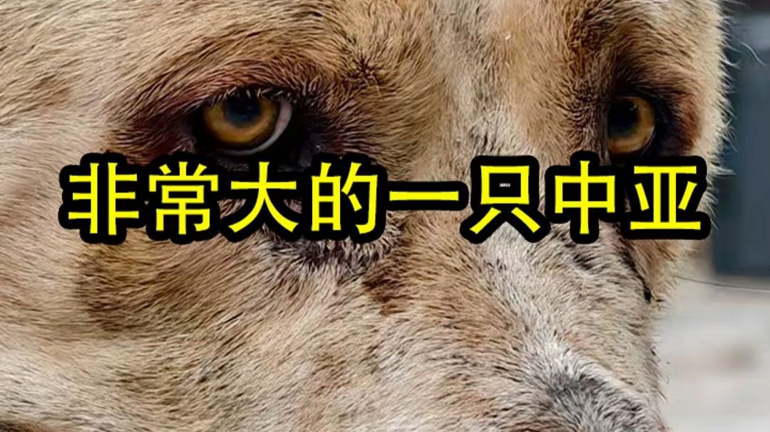 到了一只大中亚