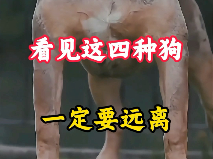看见这四种狗，马上远离。