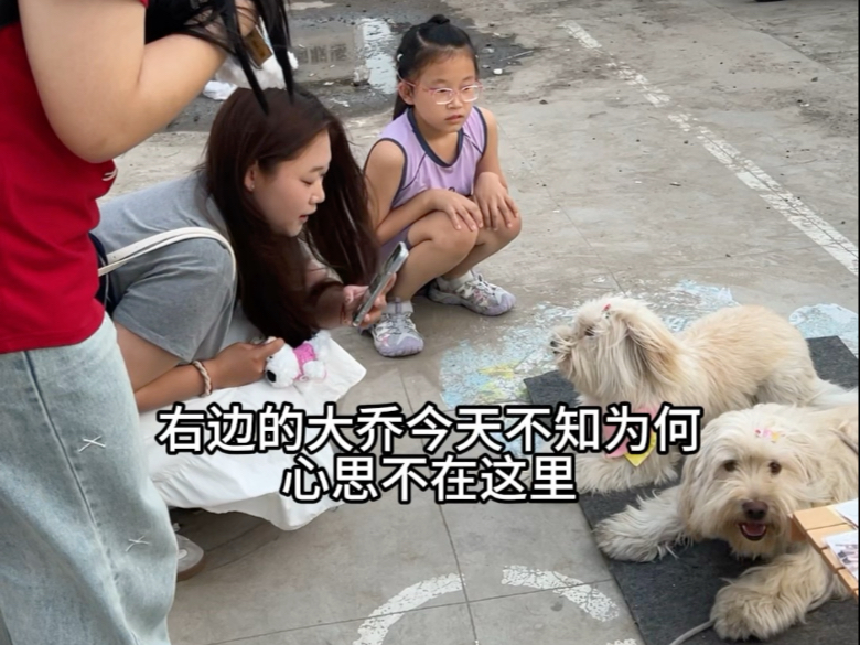 流浪狗逆袭夜市掌柜！赚的钱全用来改善生活，直击摆摊现场，看它今