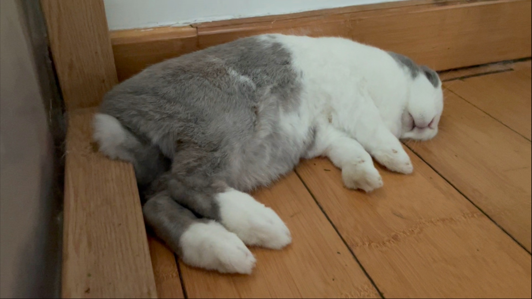 睡了吃，吃完睡