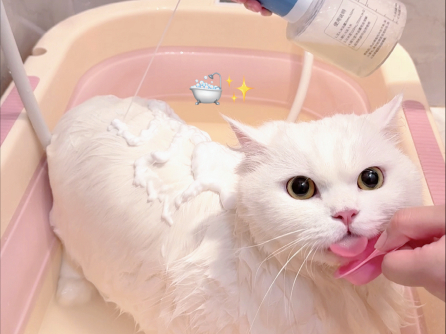 实心球小猫洗澡，雪糕：是毛多不是胖