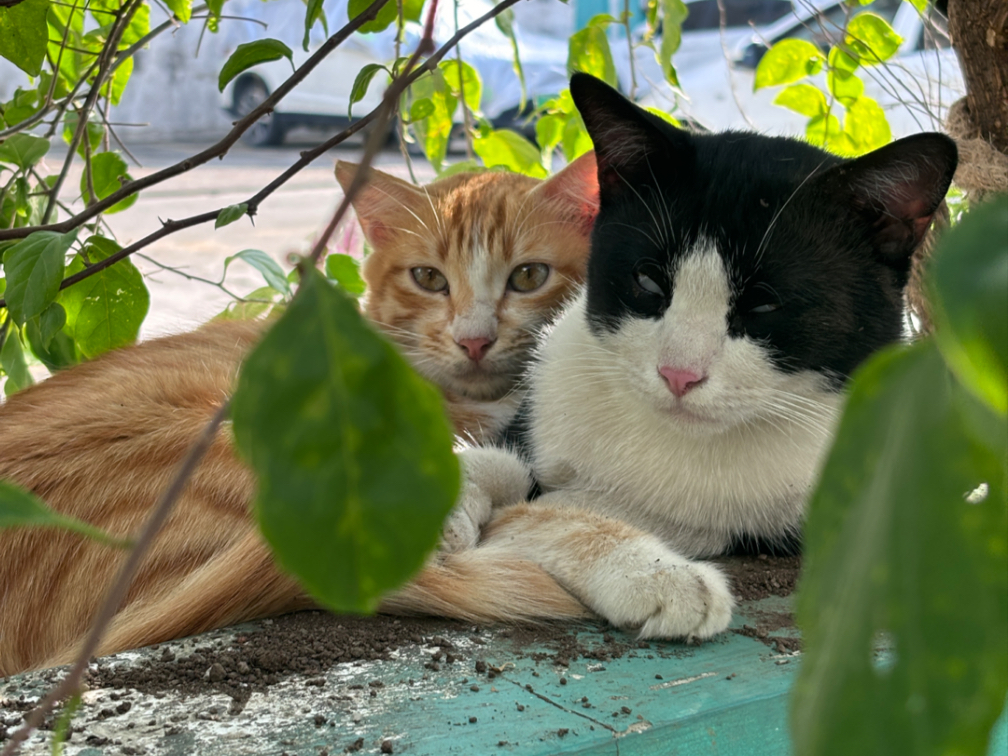 第7集｜被一群流浪猫讹上的咖啡店—沉浸版