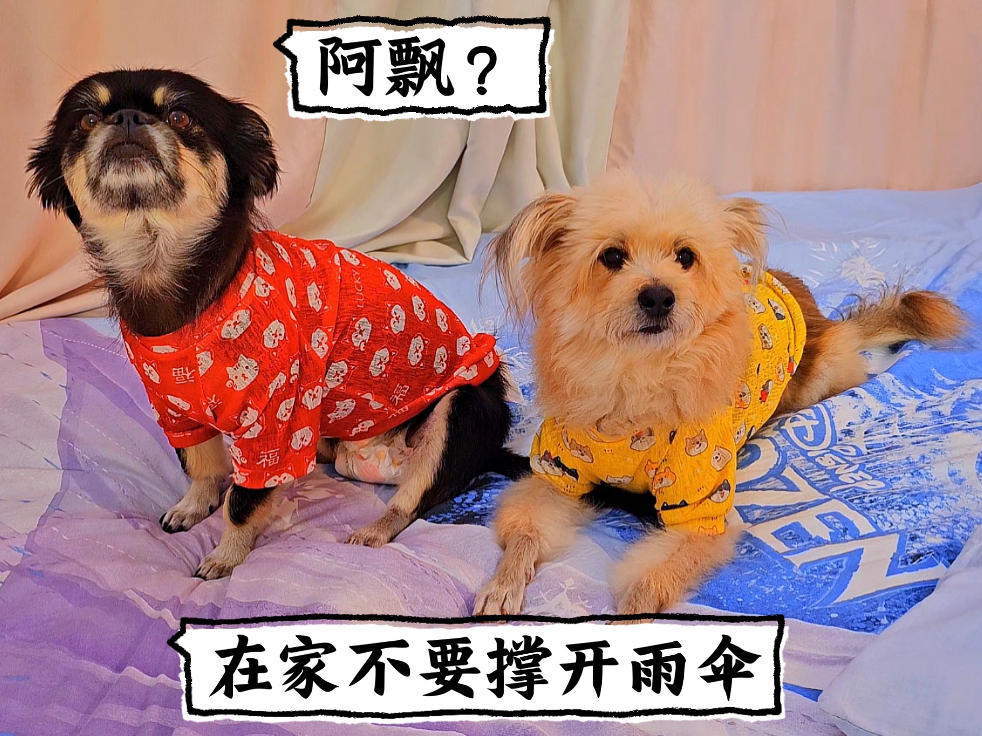 狗狗好像有被吓到，好在虚惊一场