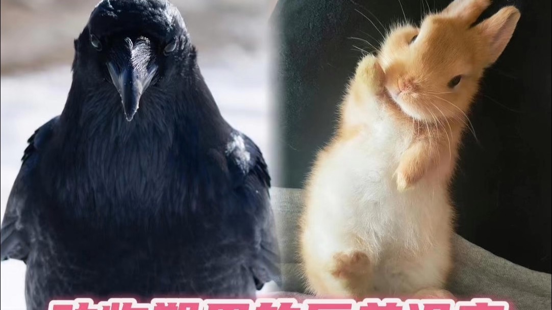 了解反差以后更香了......