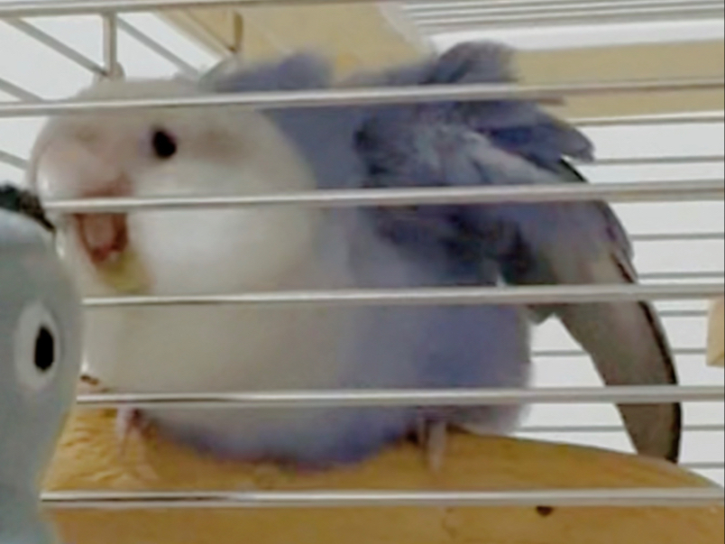 小莲大王毛茸茸历险记