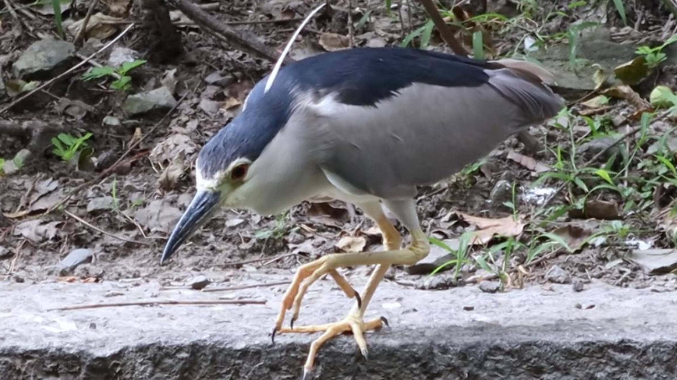 鹭鹭祟祟、偷偷摸摸的夜师傅