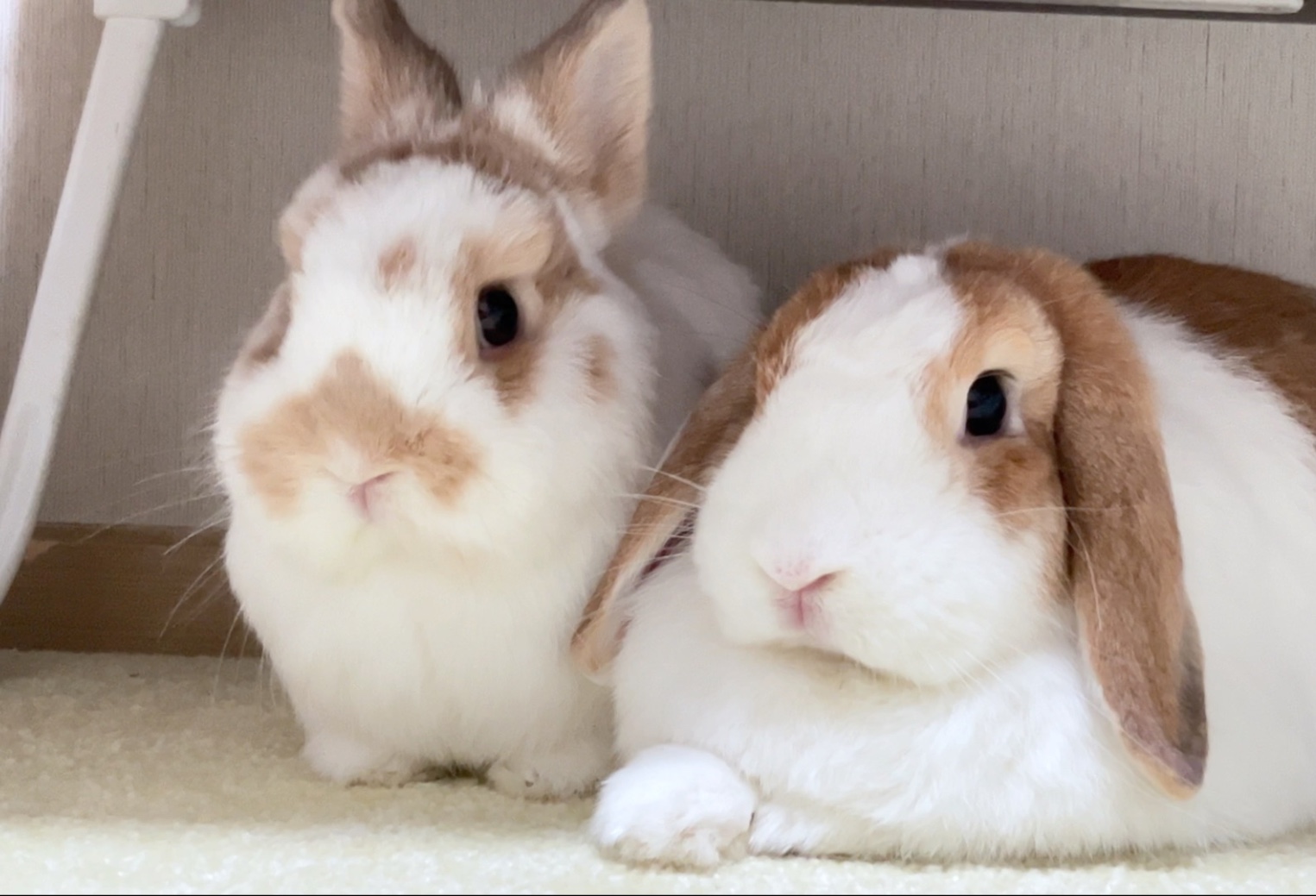 今天小福生了很大的气～