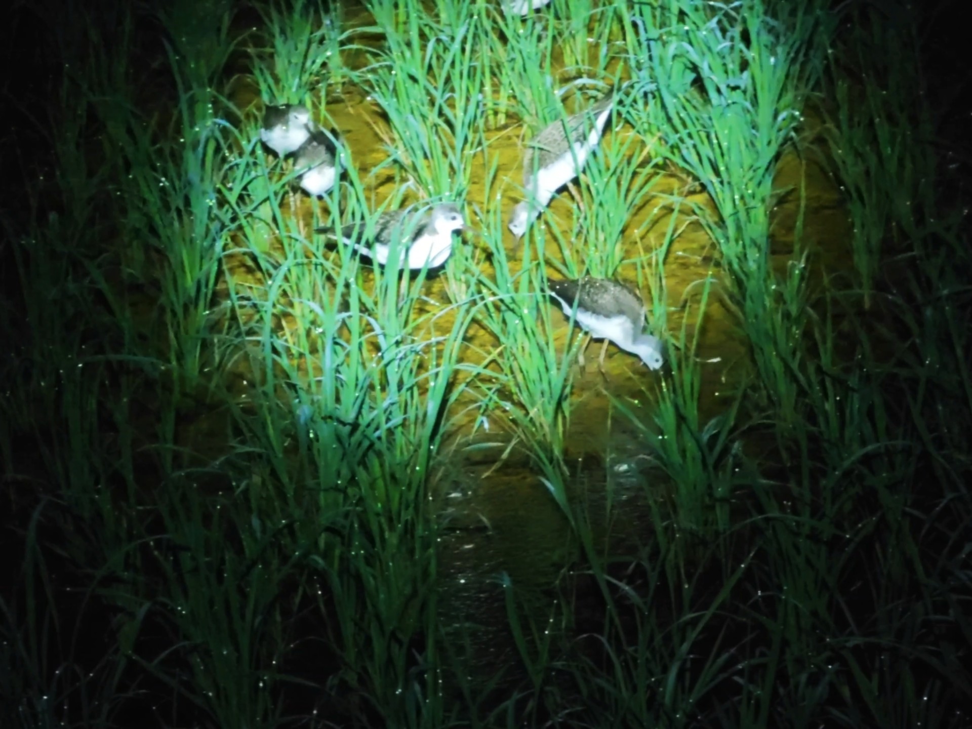 放生的小鸟把这里当家了，以为有几只出意外了原来是晚上才会回