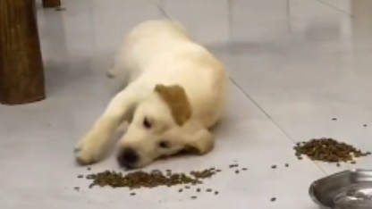 狗子：好险！差点饿死～～