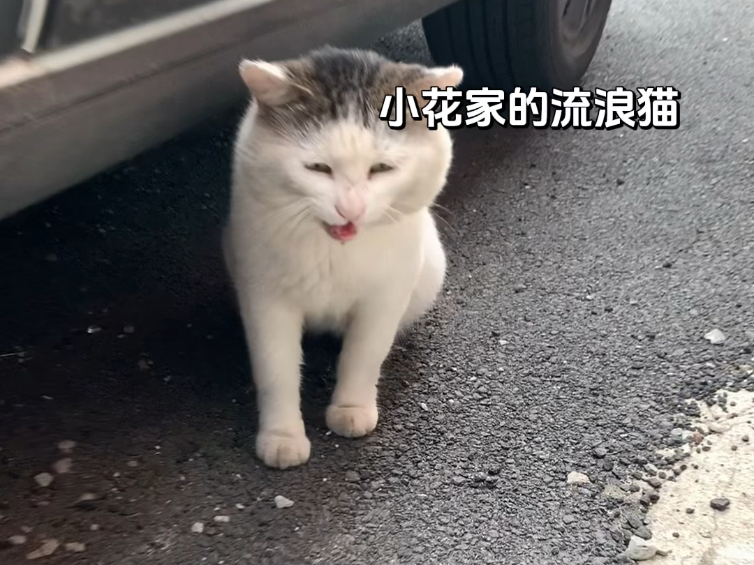 流浪猫千里迢迢来找我