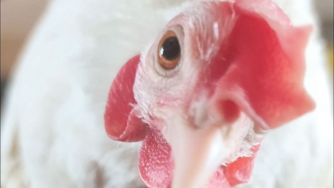 听说最近流行找睡觉搭子，腰果表示专业对口