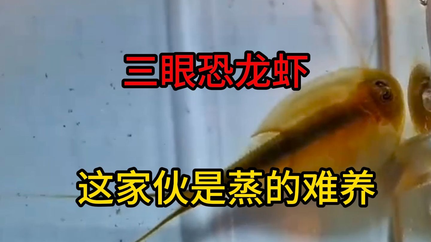 养宠如养儿：将“三眼恐龙虾”从小养到大，简直太有意思了！