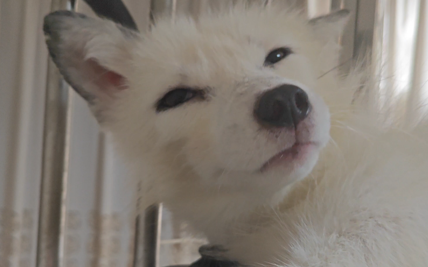 小狐狸骂骂咧咧